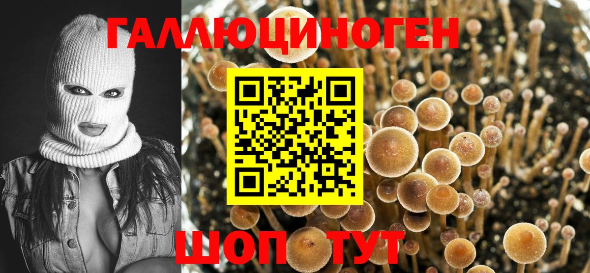 Галлюциногенные грибы Psilocybine cubensis Ростов-на-Дону